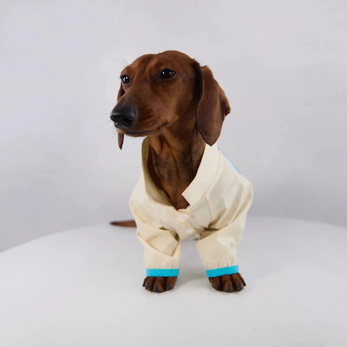 Tabla de tallas y medición del perro