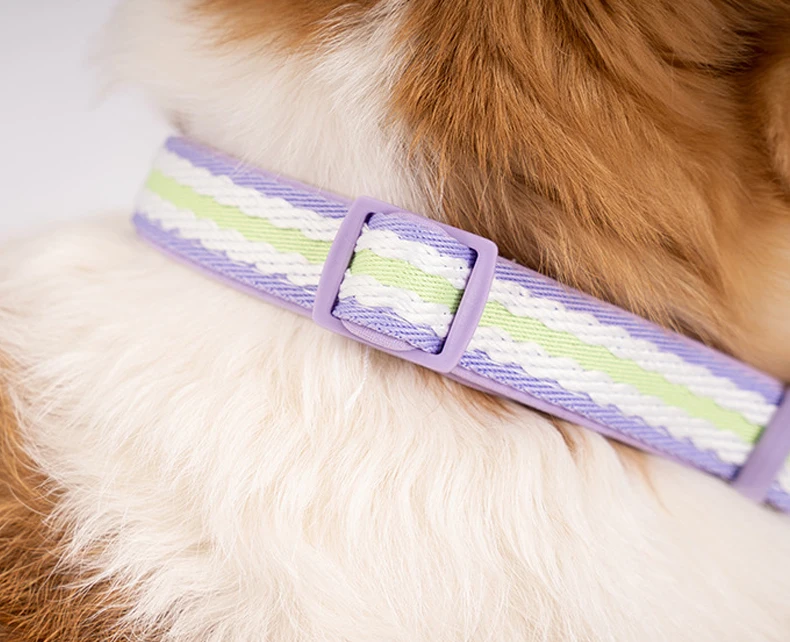 Collar para perros Pawstrip en uso durante un paseo