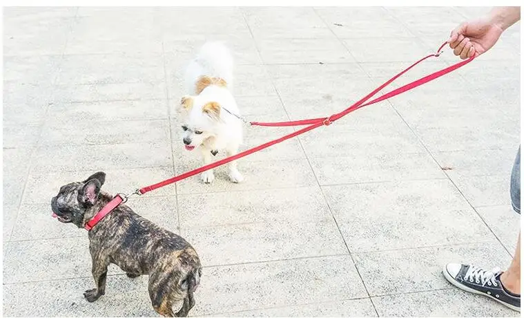 Correa en uso durante paseo nocturno
