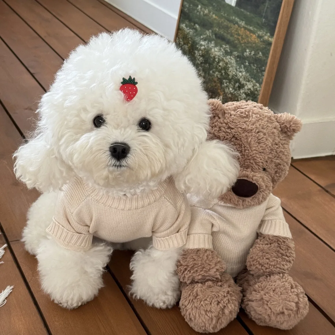 Perro y gato con suéteres de lana en colores variados