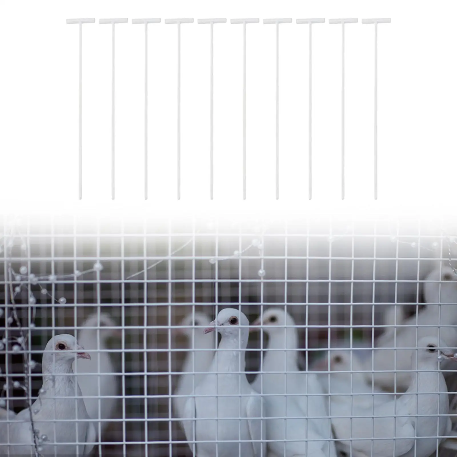 Aplicación en jaula de pájaros pequeños