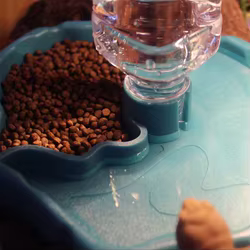 Dispensador automático de agua y alimento para tortugas de terrario