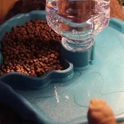 Dispensador automático de agua y alimento para tortugas de terrario