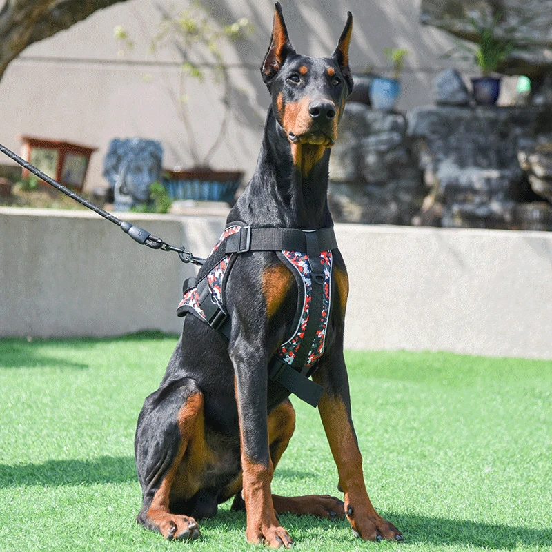 perro con arnés