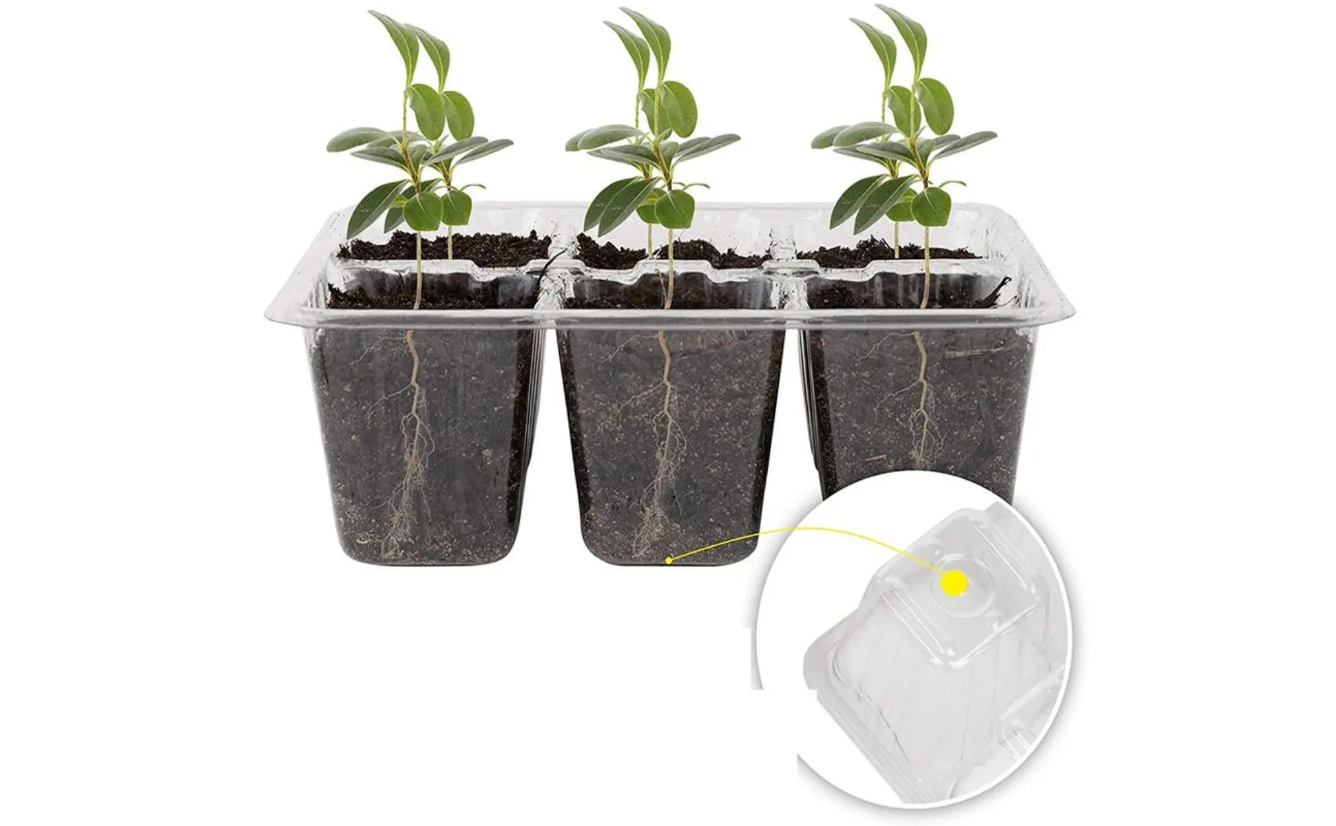 Bandeja de germinación de 12 compartimentos con tapa transparente