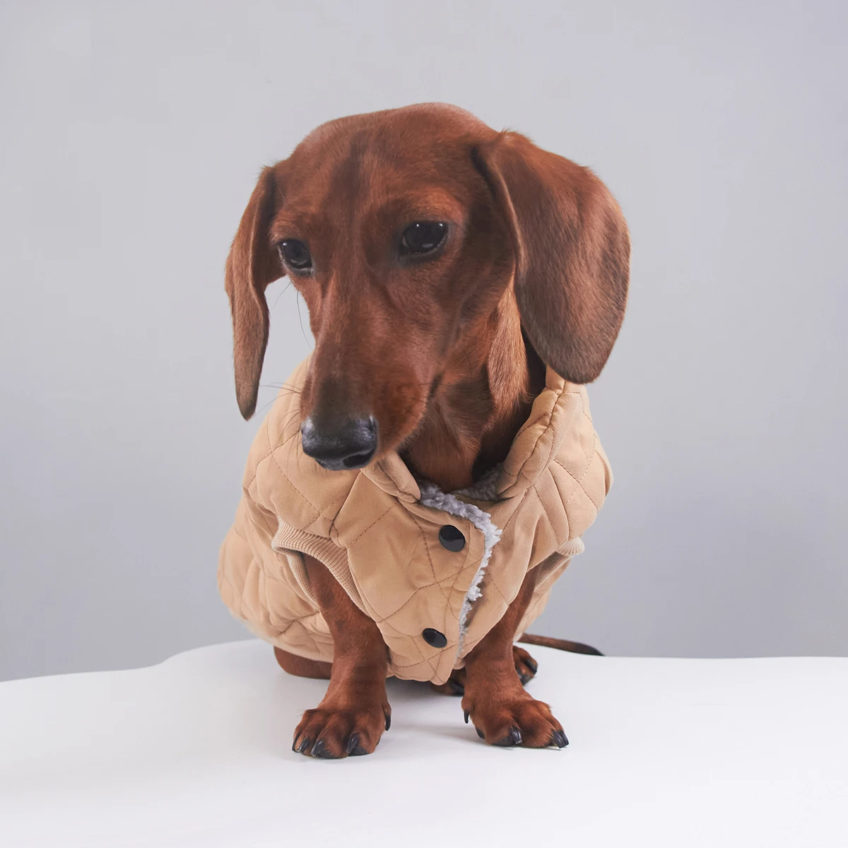 Conjunto ABQP Chaqueta para perros