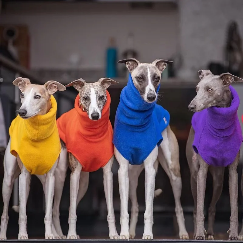 Chaleco rojo en perro galgo