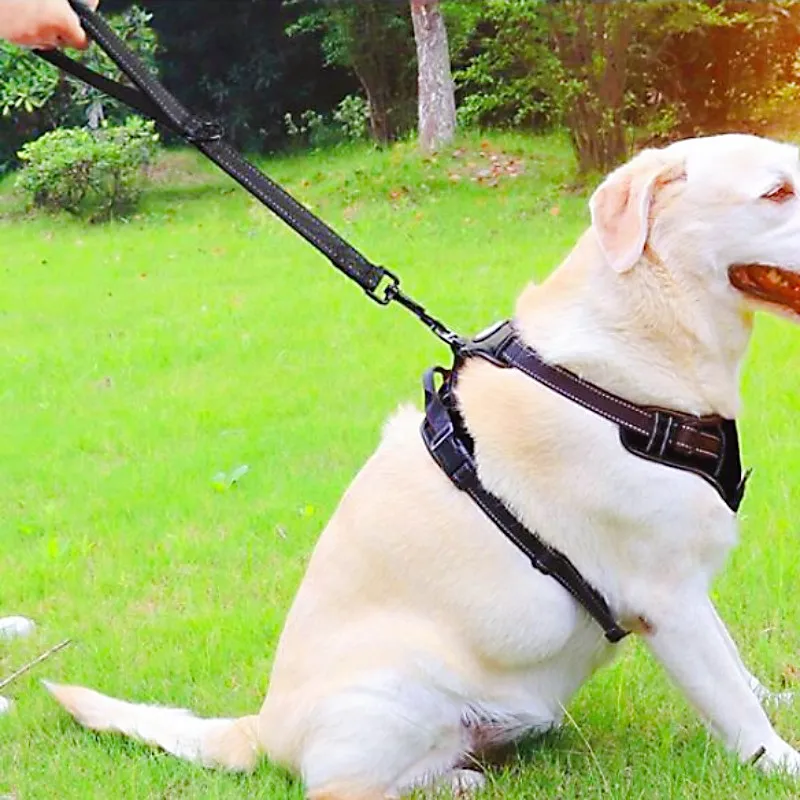 Correa aplicada a un collar de perro grande