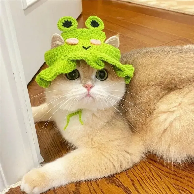 Gorro ajustado en un gato durante una sesión fotográfica