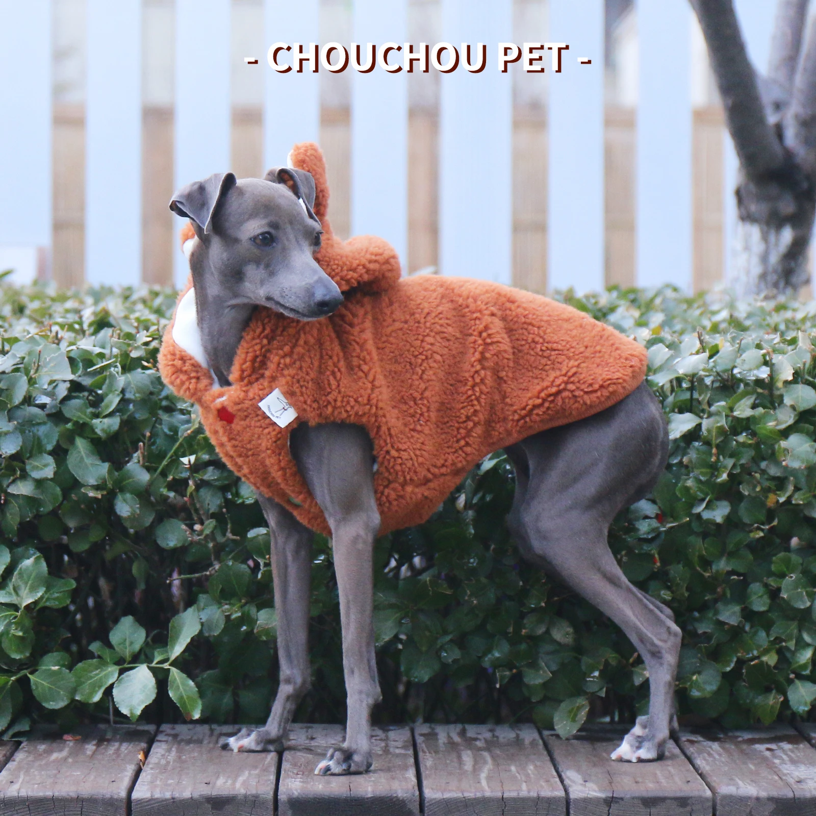 Galgo italiano corriendo con la chaqueta puesta en parque
