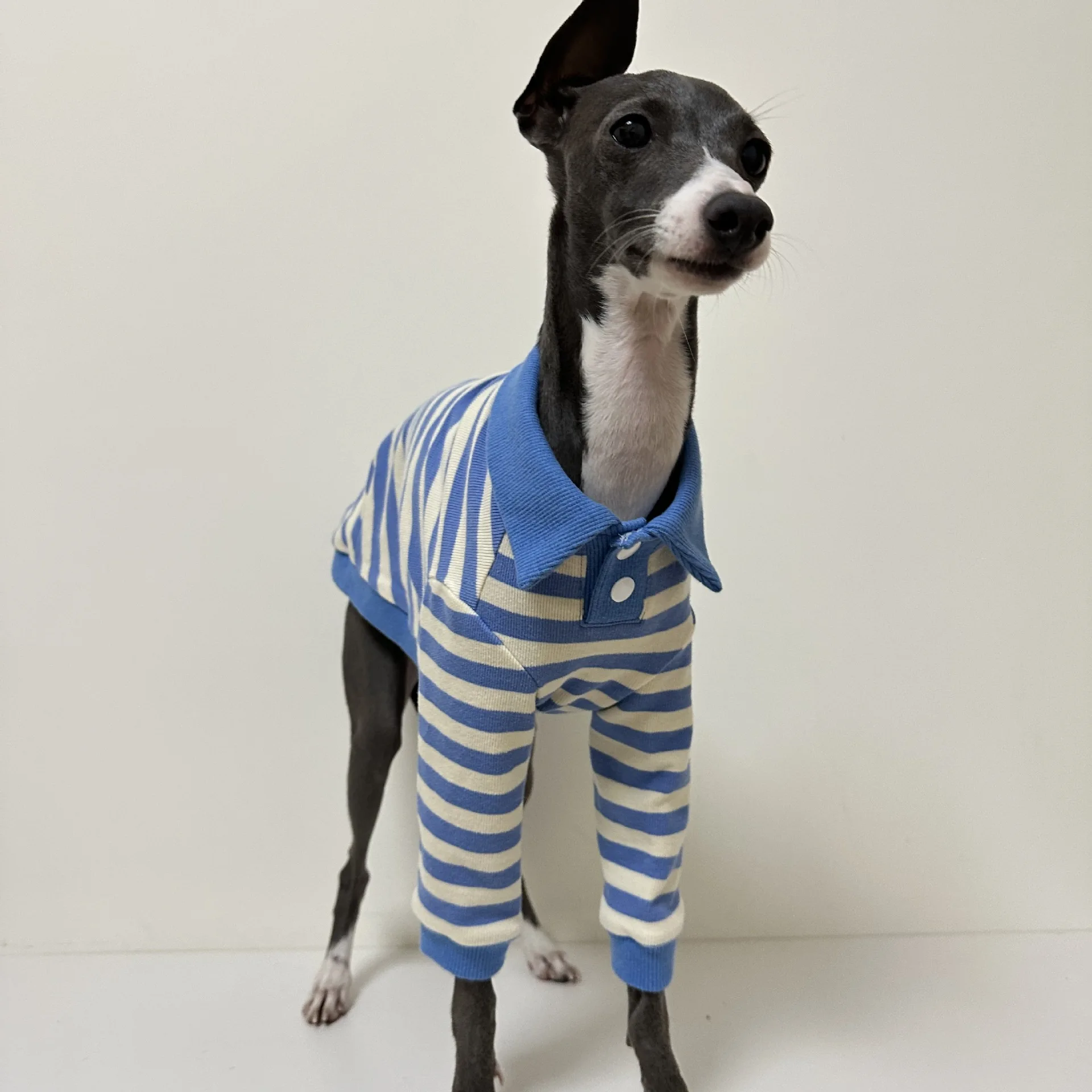 Camisa puesta en un whippet durante una caminata urbana