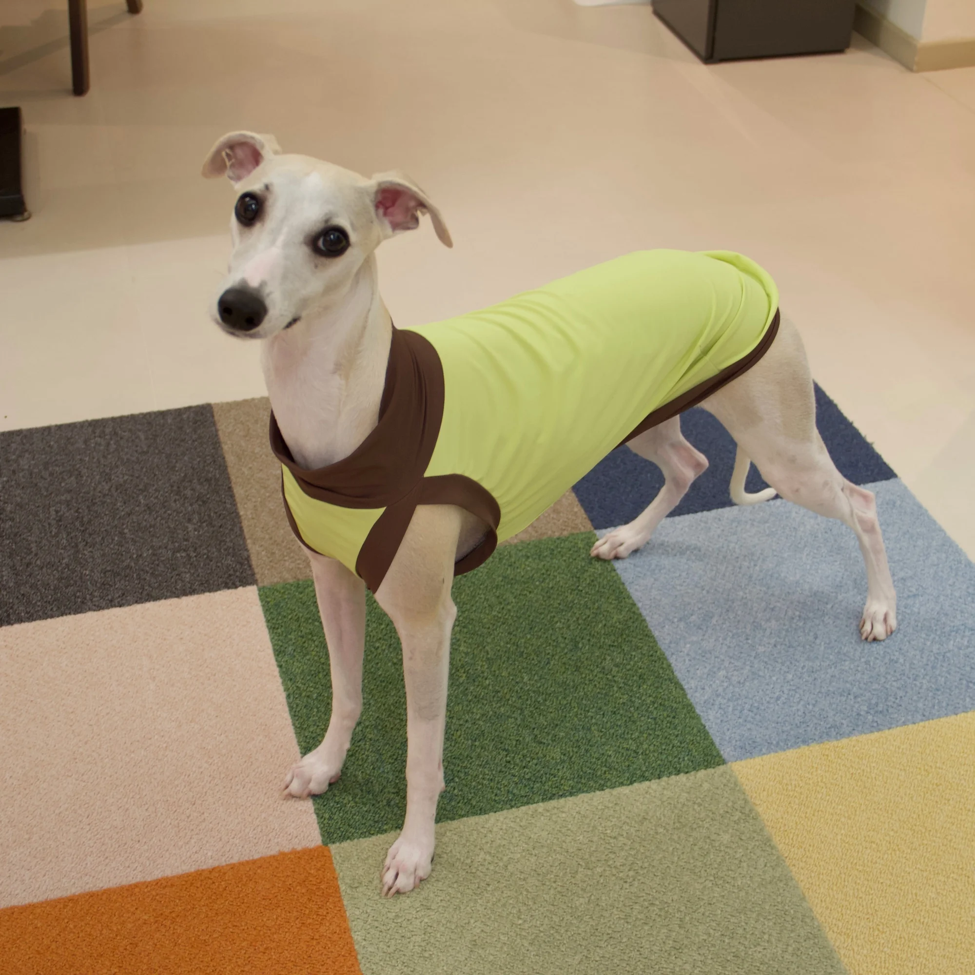 Ajuste del chaleco para galgo italiano - talla 5