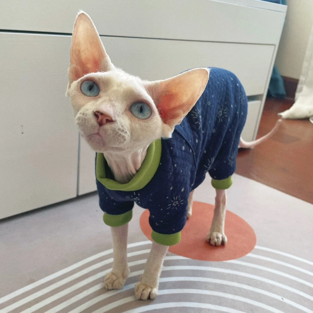 Gato Sphynx usando la ropa de invierno