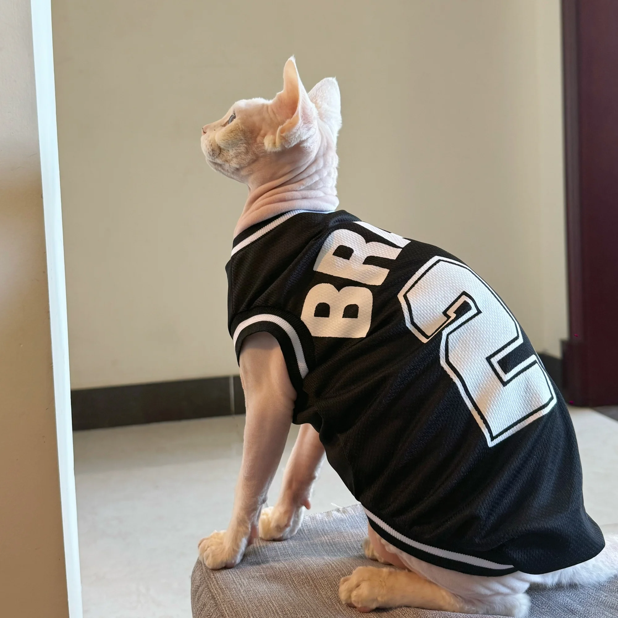 Chaleco transpirable tipo malla negro para gato sin pelo