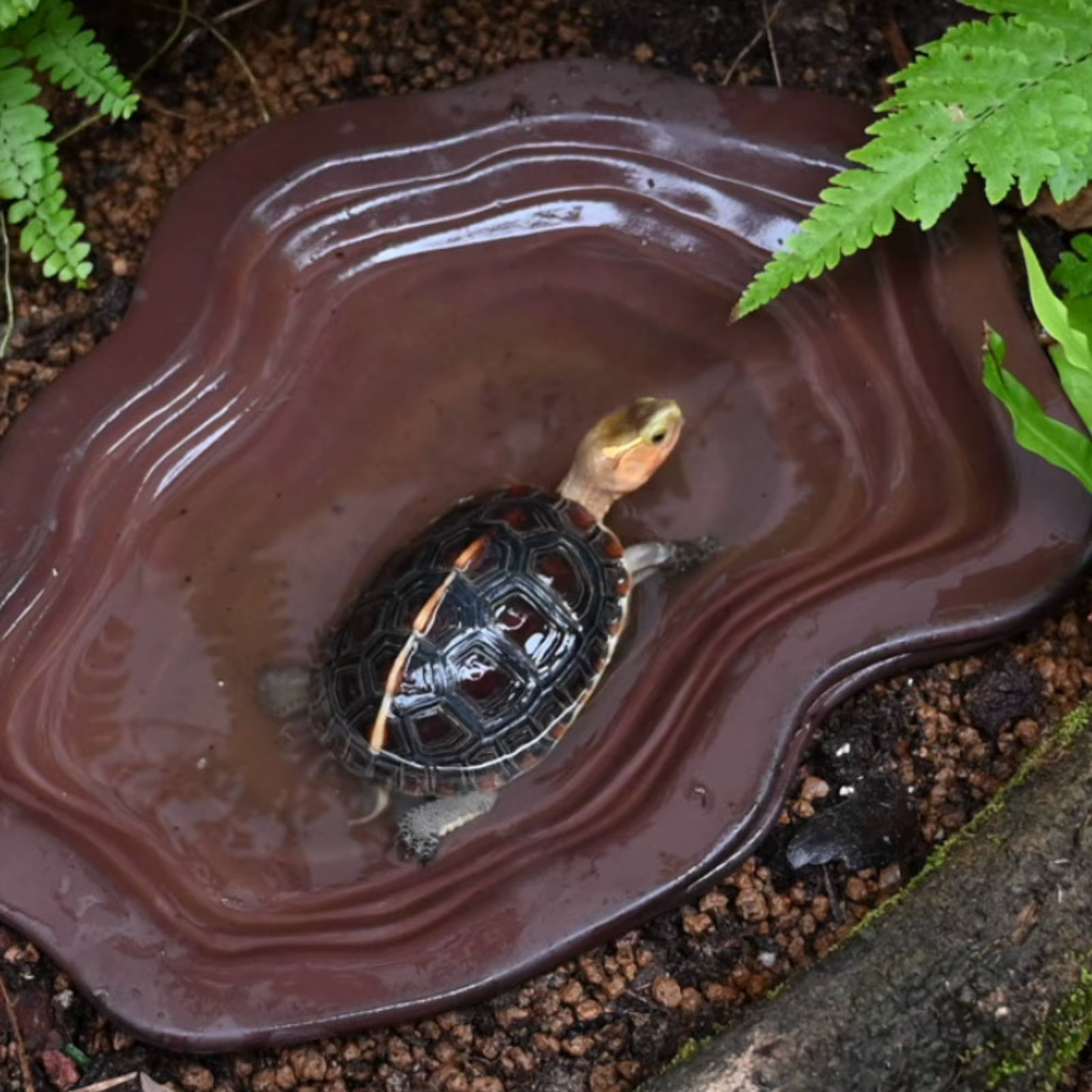 Recipiente de agua para tortugas con base y diseño dividido terrario - imagen 4