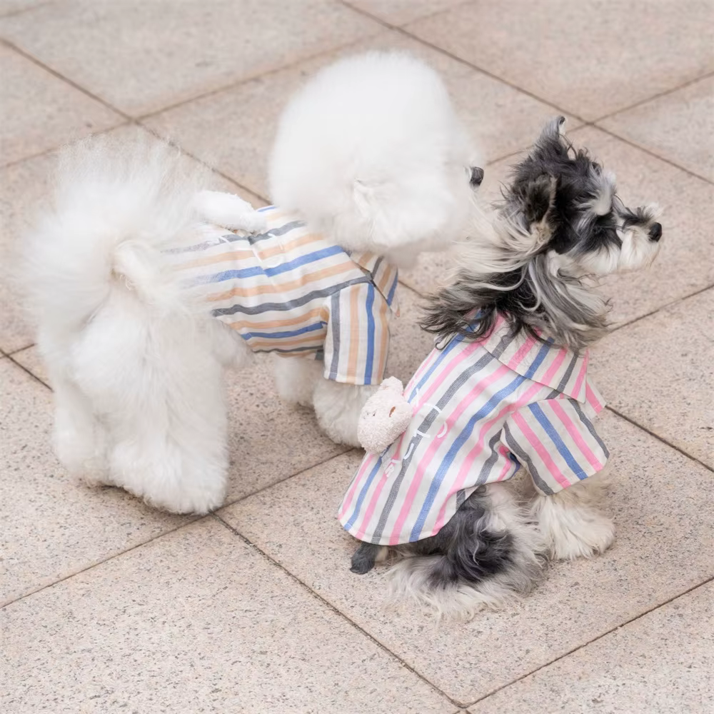 Chihuahua con prenda estampada