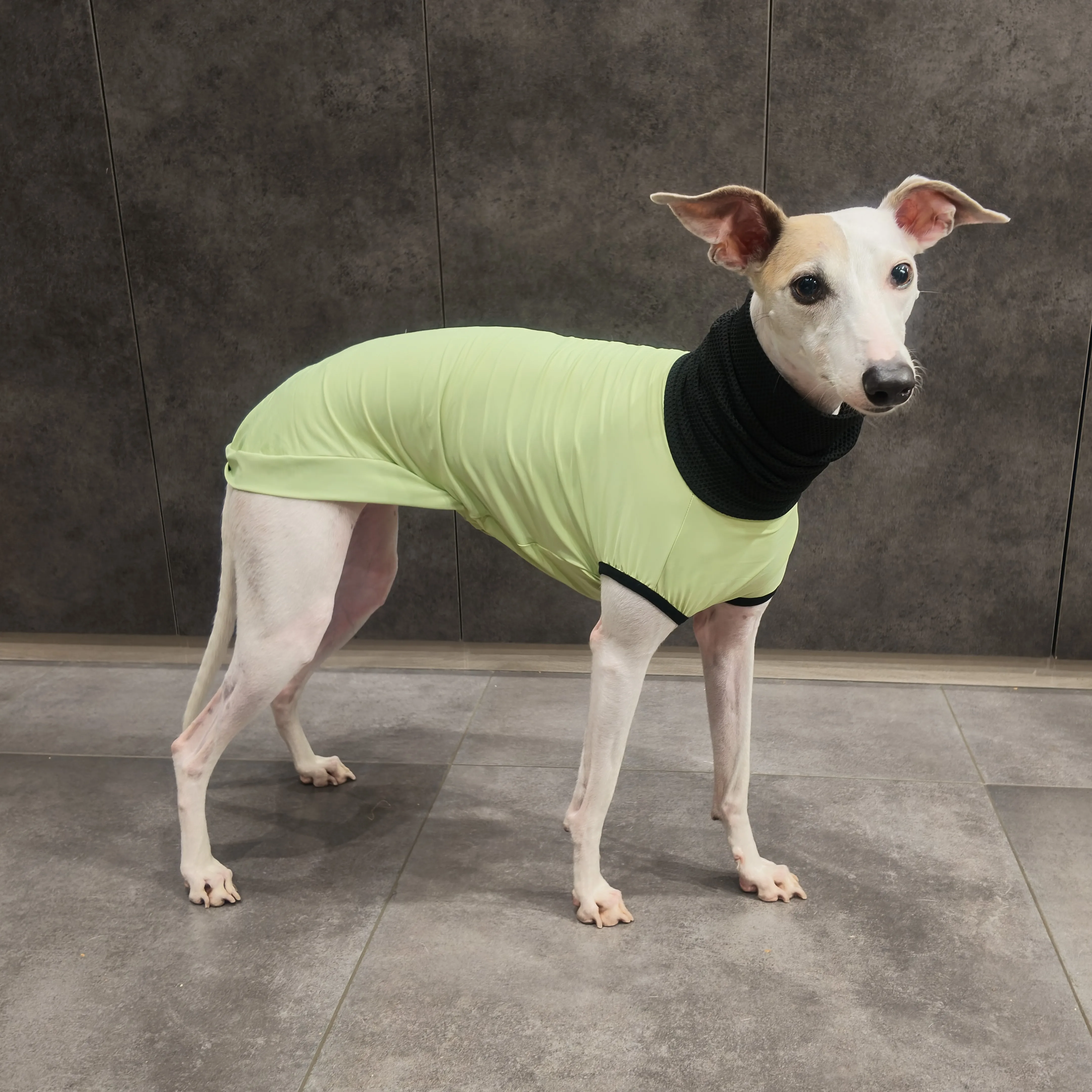 Camiseta verano perro UPF 100+ galgos y whippets, cuello alto - imagen 2