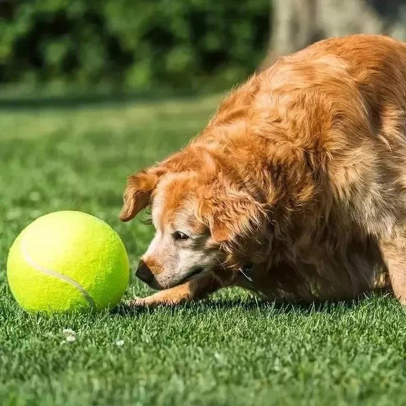 Pelota para Perros con Bomba Incluida – Entrenamiento y Juego - imagen 2