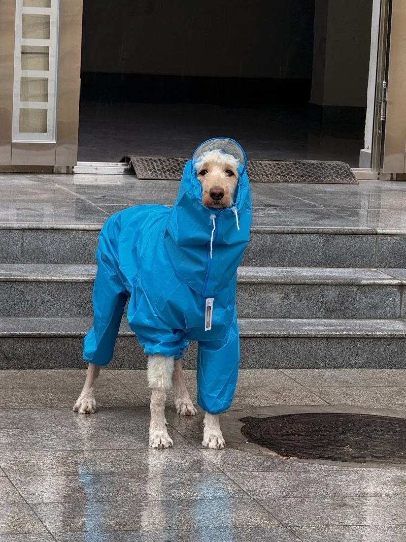 Perro con chaqueta impermeable LZJV en exteriores