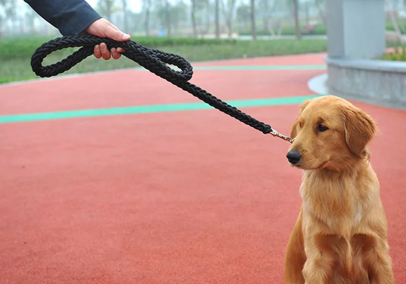 Arnes y correa para perros en temporada de otoño