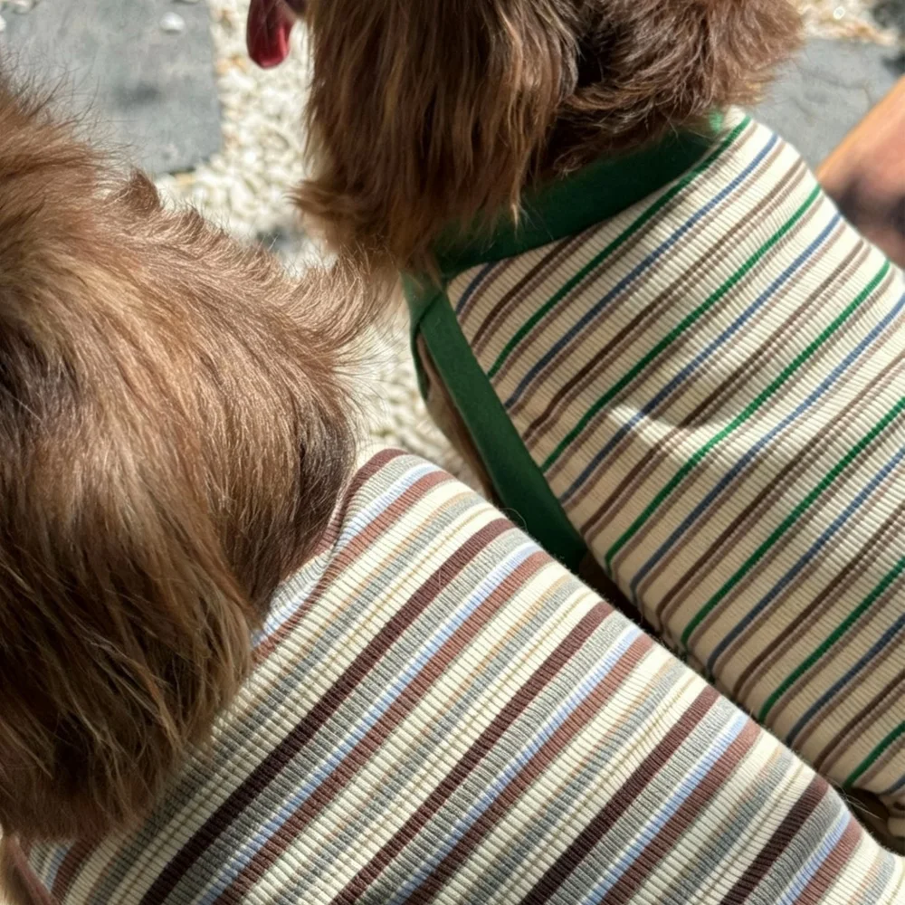 Perro Dachshund con camiseta a rayas en posición relajada