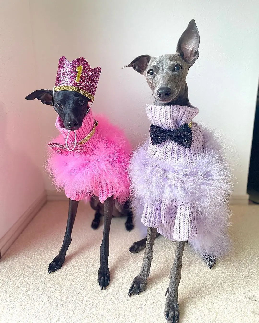 Perro mediano con suéter festivo