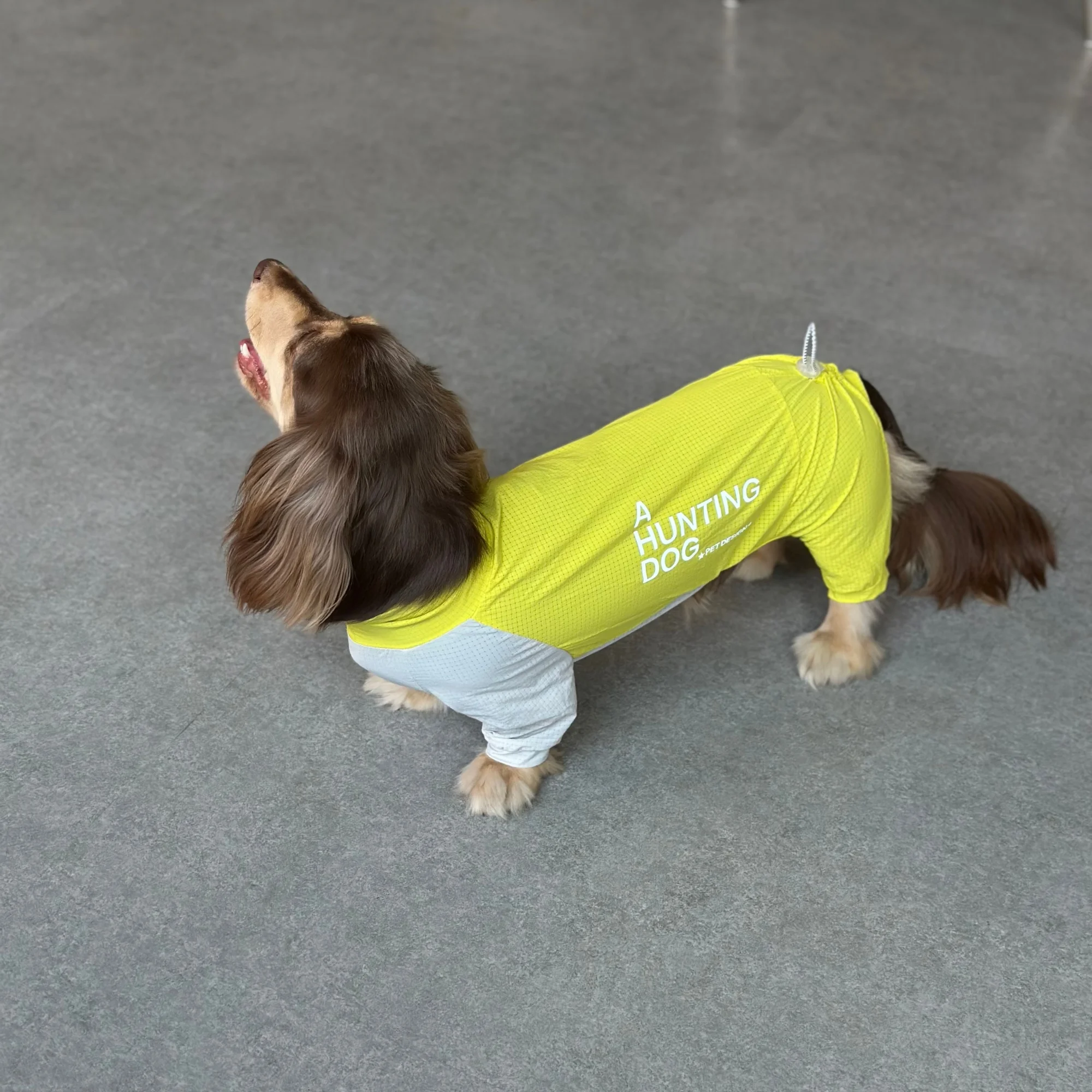 Traje anti-insectos transpirable para Dachshund, verano secado rápido - imagen 3