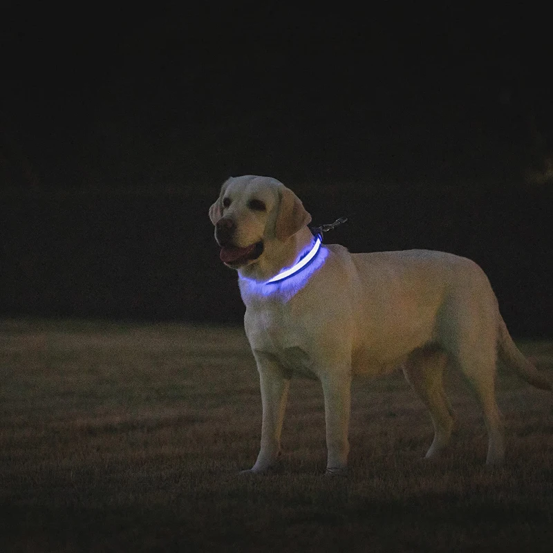 Collar LED para perro reflejando luz