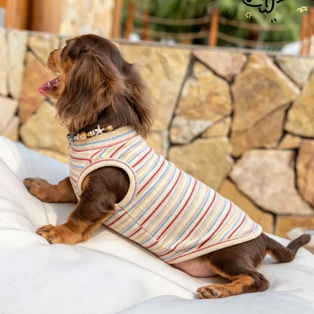 Perro dachshund con ropa puesta