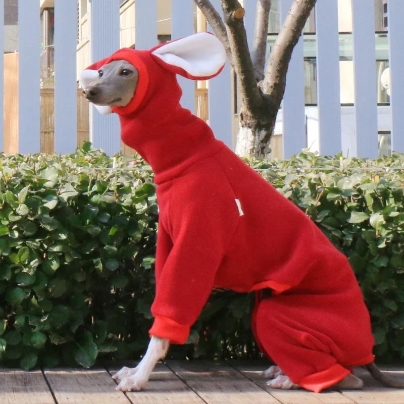 Uso en un galgo