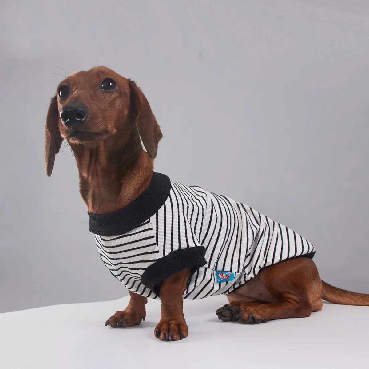 Perro salchicha con camiseta a rayas en exterior