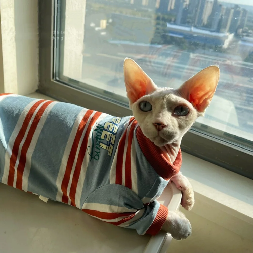Gato Sphynx luciendo la camiseta de rayas en interior