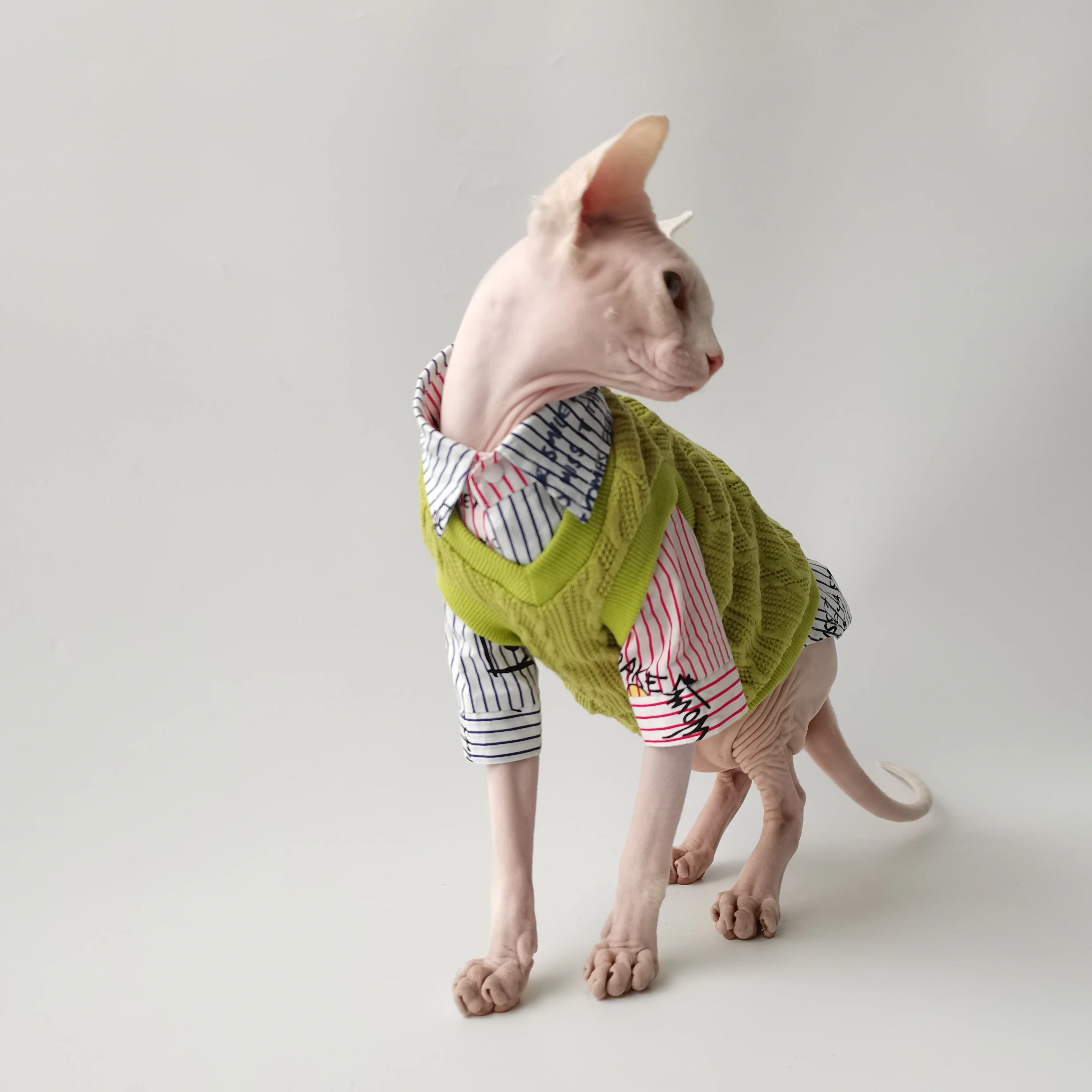 Conjunto caballero británico para Sphynx - vista lateral