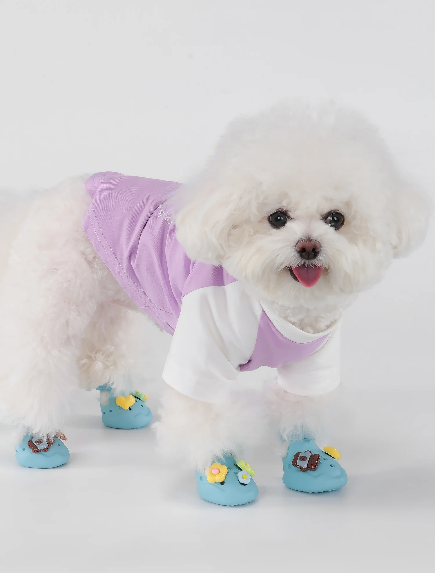 Perro usando zapatos en superficie mojada