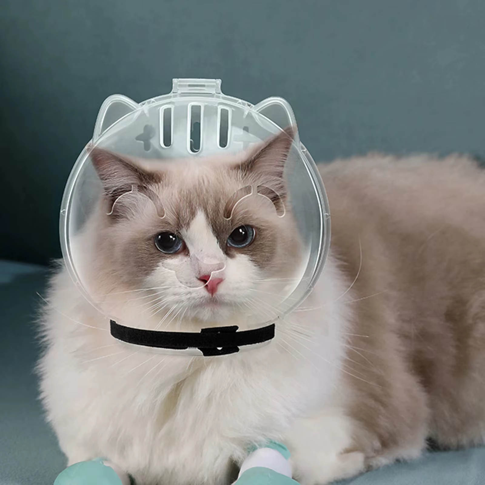 Cubierta protectora transparente anti-lamidas para gatos