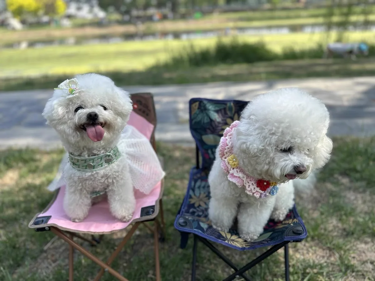 Perrito maltés usando el arnés en un día soleado