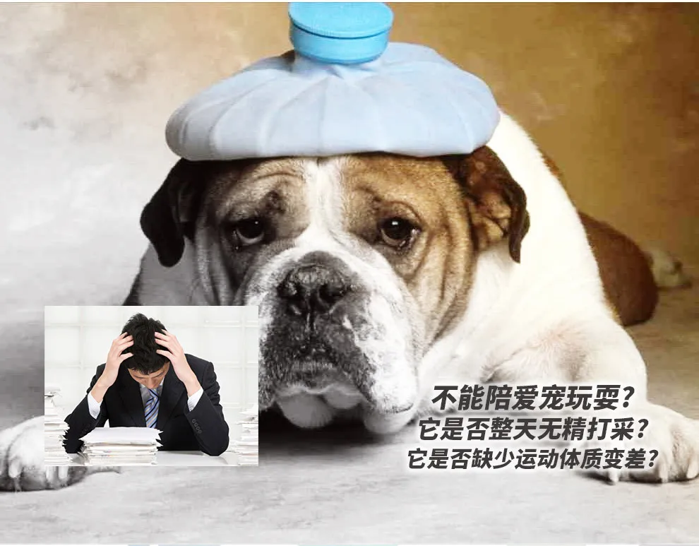 Perro interactuando con el juguete
