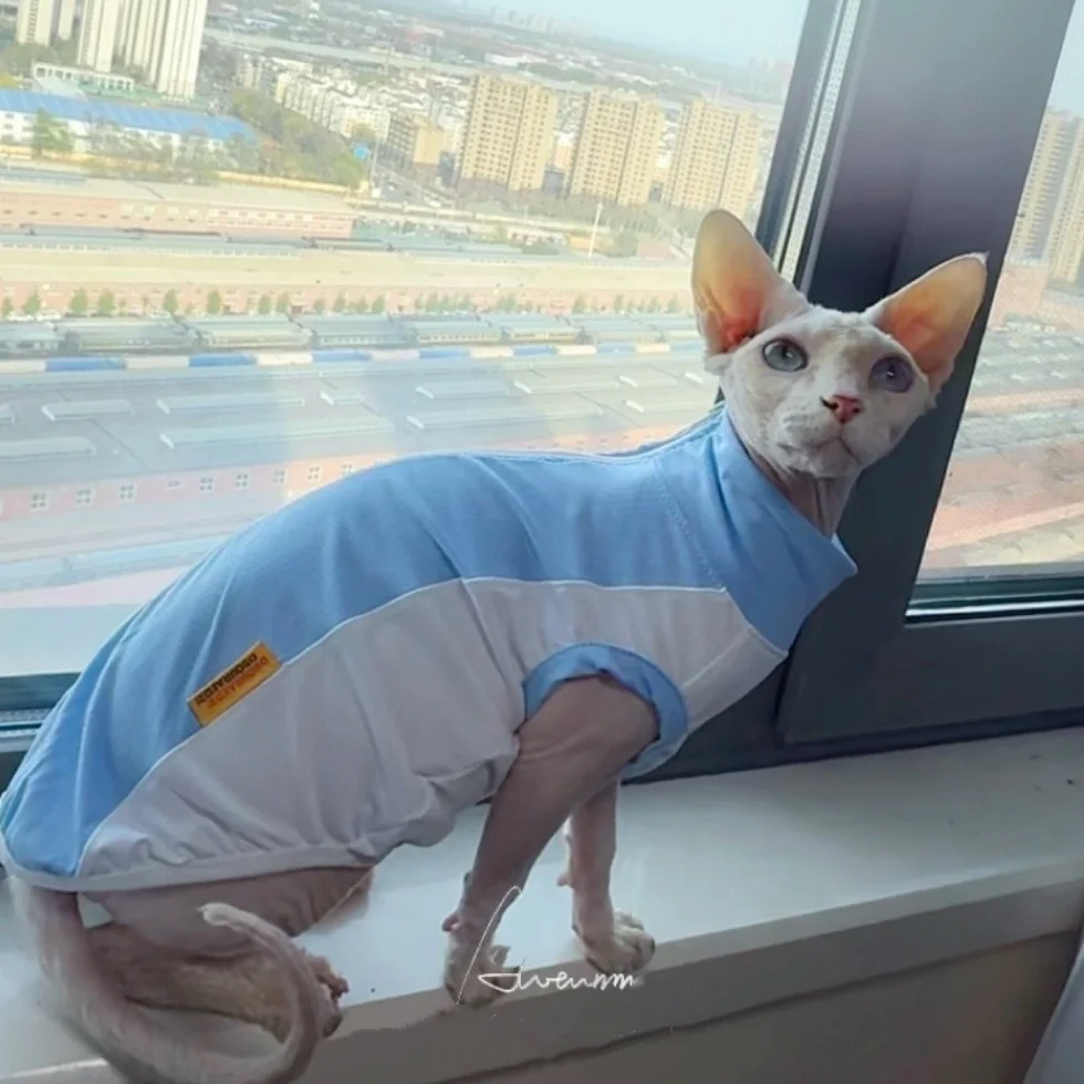 Chaleco transpirable UV de malla azul para Sphynx y perros mini - imagen 2
