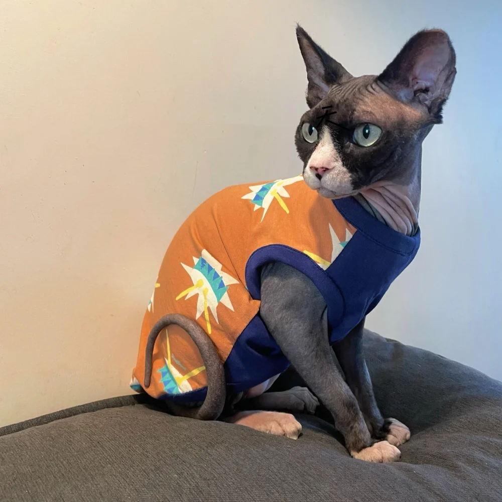 Gato Sphynx usando camiseta naranja