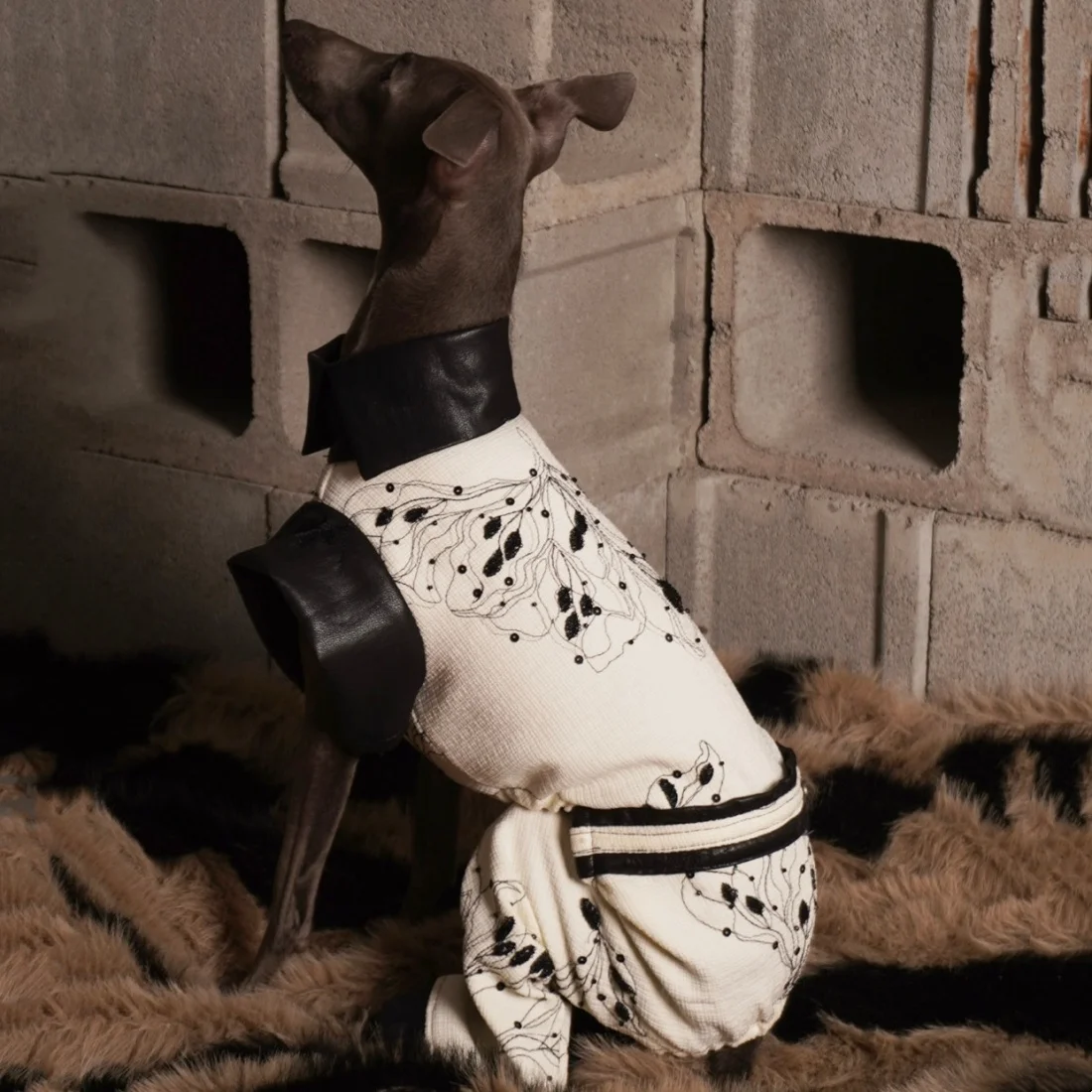 Mono beige floral para perro Galgo Italiano y Whippet con cuero negro - imagen 4