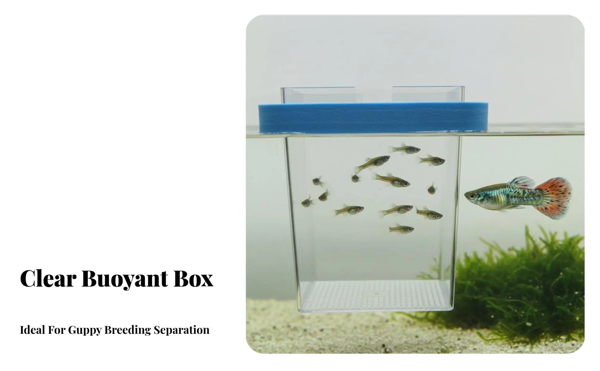 Caja de cría fácil de limpiar para acuario