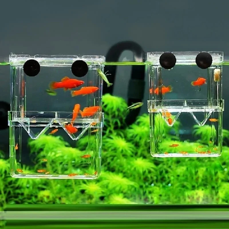 Incubadora para peces y caja de cría de guppies – Acuario multifuncional - imagen 2