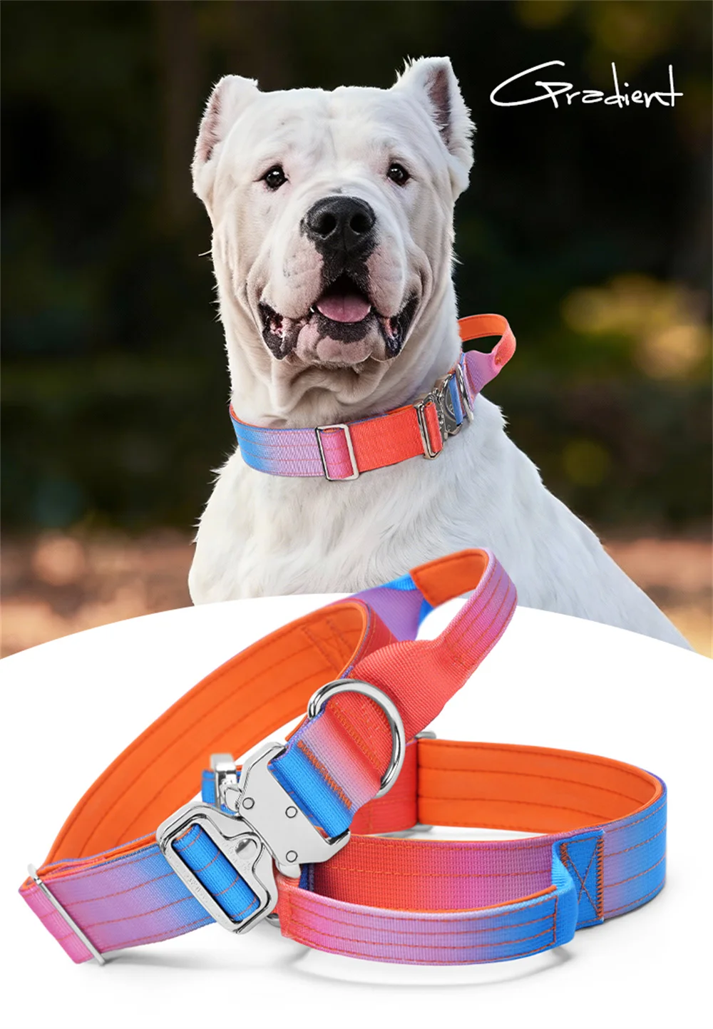 Bulldog Francés con collar en actividad