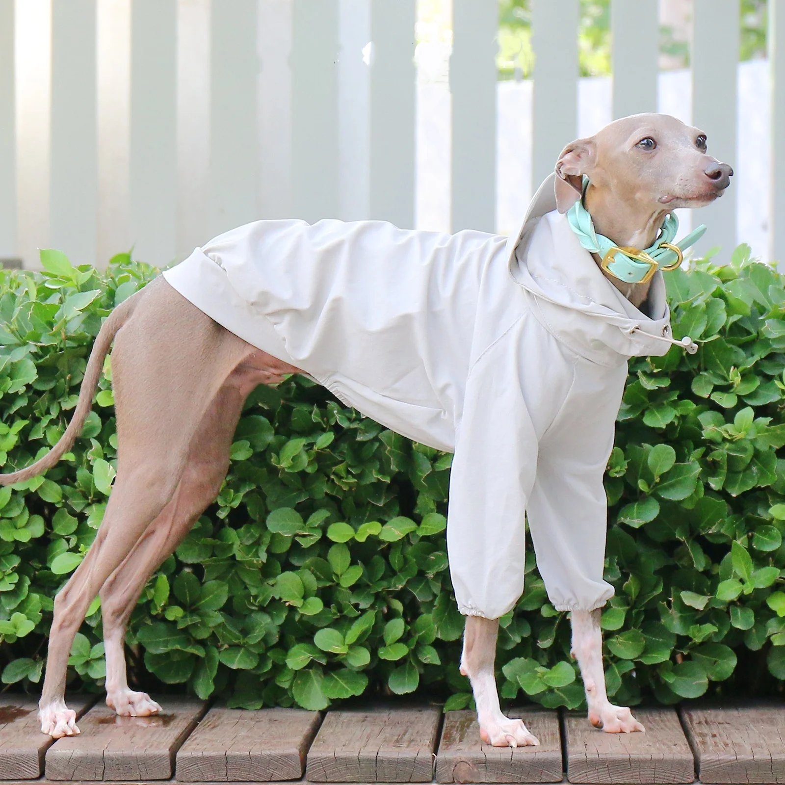 Abrigo rosa elástico para Whippet