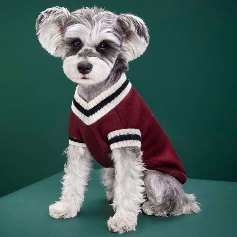 Perro usando sudadera verde