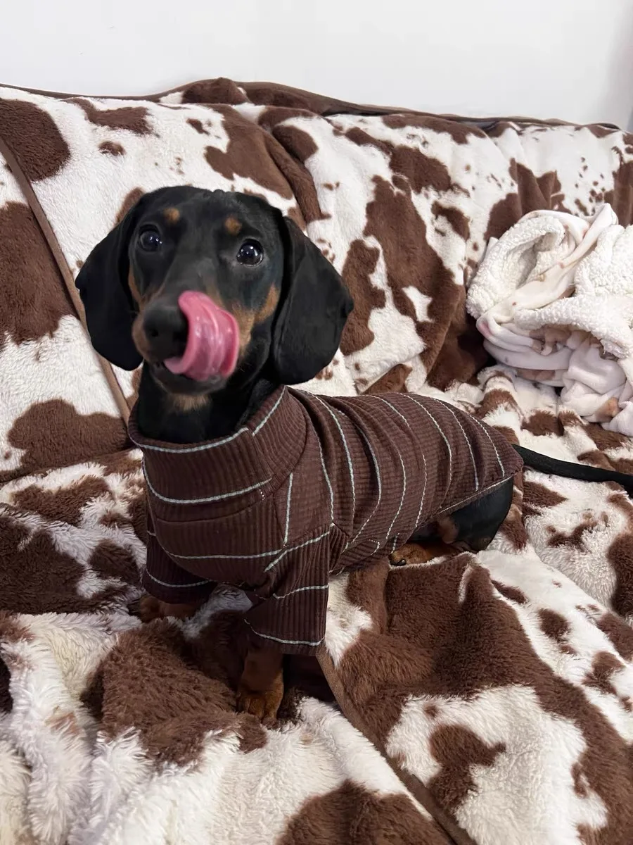 Perro Dachshund con el suéter puesto