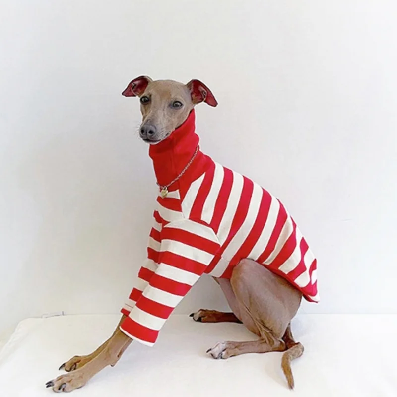 Escena de un whippet con el abrigo puesto en exterior