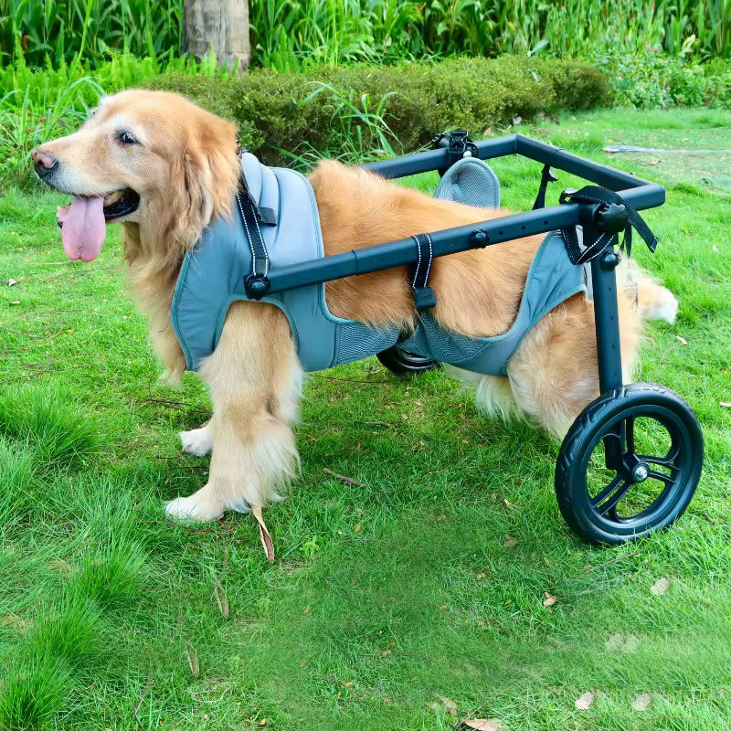 Silla de ruedas ajustable para perros medianos y grandes – Rehabilitación trasera