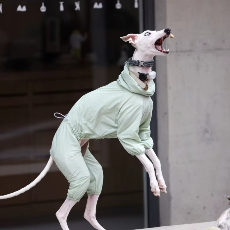 Camiseta solar UPF50 para Galgo Italiano y Whippet – Ligera y transpirable