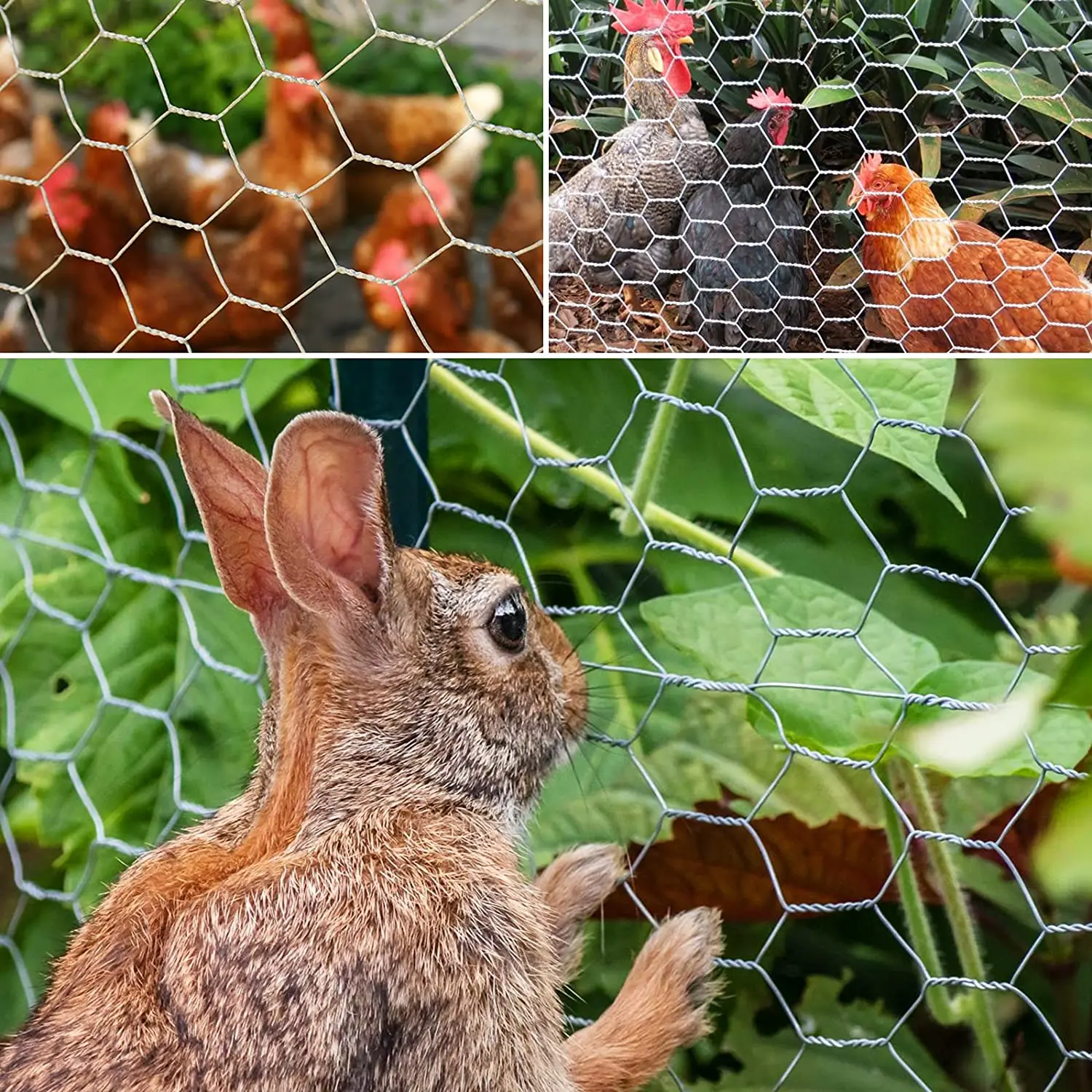 Malla electrosoldada para gallinero y valla de animales - imagen 2